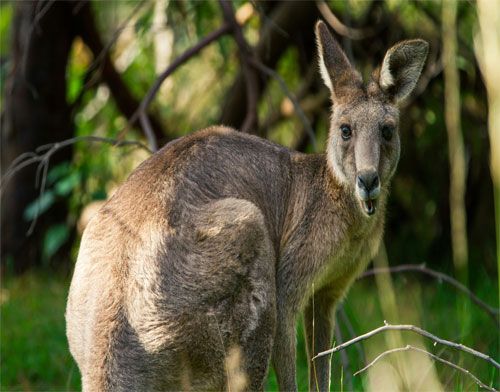 Outback Wildlife Safari in Australia