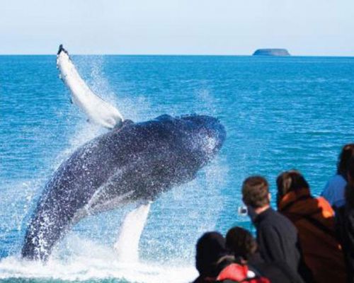 event idea whale watching iceland